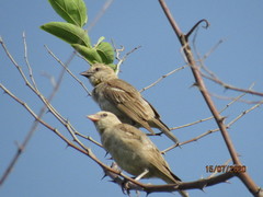 Gymnoris xanthocollis