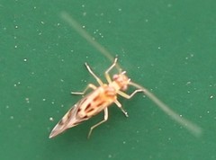 Graphopsocus cruciatus