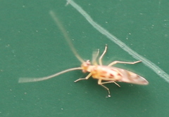 Graphopsocus cruciatus