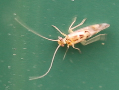 Graphopsocus cruciatus
