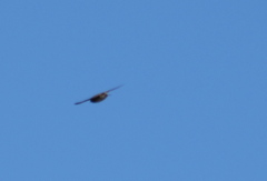 Stelgidopteryx serripennis