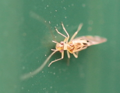 Graphopsocus cruciatus