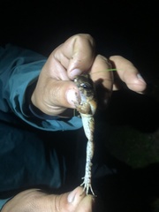 Leptodactylus wagneri