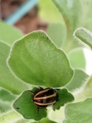 Leptinotarsa tlascalana