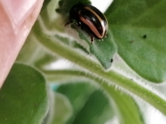 Leptinotarsa tlascalana