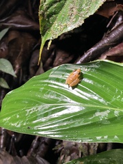 Pristimantis altamnis