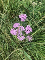 Achillea millefolium