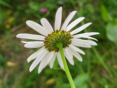 Leucanthemum ircutianum