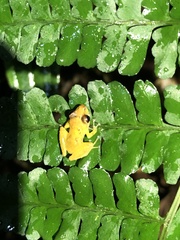 Pristimantis altamnis