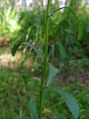 Leucanthemum ircutianum