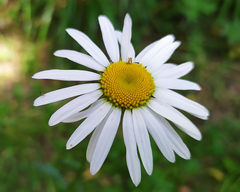Leucanthemum ircutianum