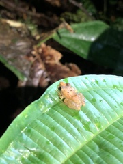 Pristimantis altamnis