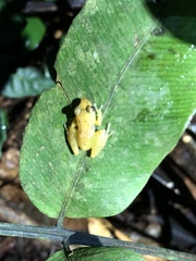 Pristimantis altamnis