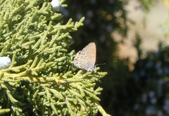Satyrium behrii
