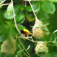 Ploceus jacksoni