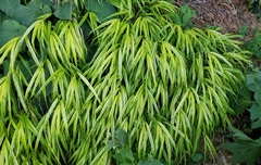 Hakonechloa macra