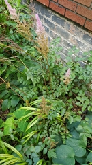 Astilbe × arendsii