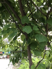 Cercis canadensis