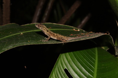 Anolis schiedii