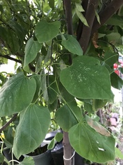 Cercis canadensis