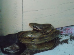 Coelognathus flavolineatus