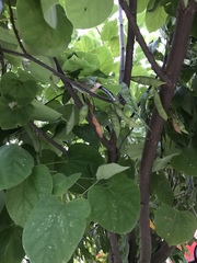 Cercis canadensis