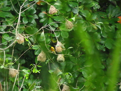 Ploceus jacksoni