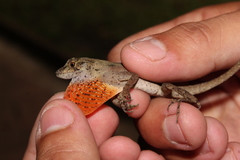 Anolis schiedii