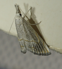 Haimbachia squamulellus