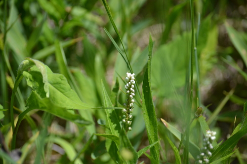 Polygala senega iNat (2)