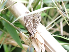 Neope armandii