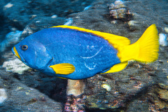 Blue and Yellow Grouper photo 2