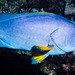 Blue-and-yellow Grouper - Photo (c) zsispeo, some rights reserved (CC BY-NC-SA)