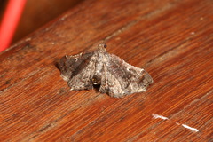 Scenedra decoratalis