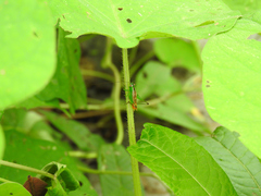 Conocephalus saltator