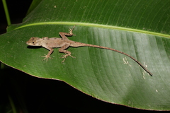 Anolis schiedii
