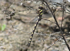 Cordulegaster dorsalis