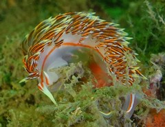 Phidiana militaris