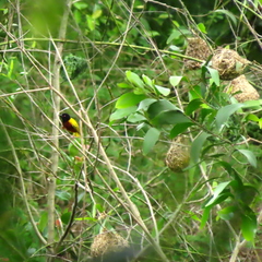 Ploceus jacksoni