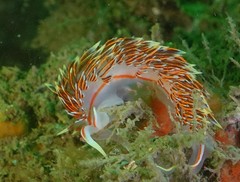 Phidiana militaris