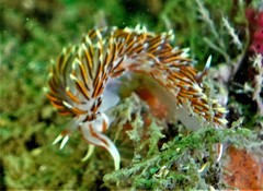 Phidiana militaris