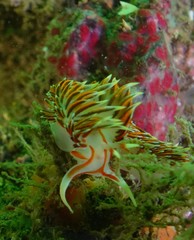 Phidiana militaris