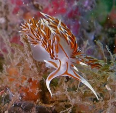 Phidiana militaris