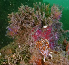 Phidiana militaris