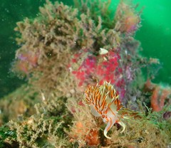 Phidiana militaris