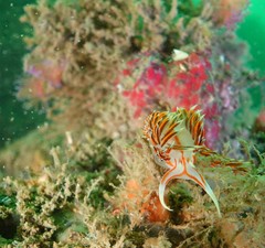 Phidiana militaris