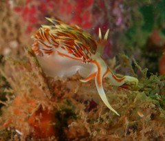 Phidiana militaris