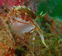 Phidiana militaris