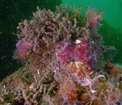 Phidiana militaris