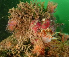 Phidiana militaris